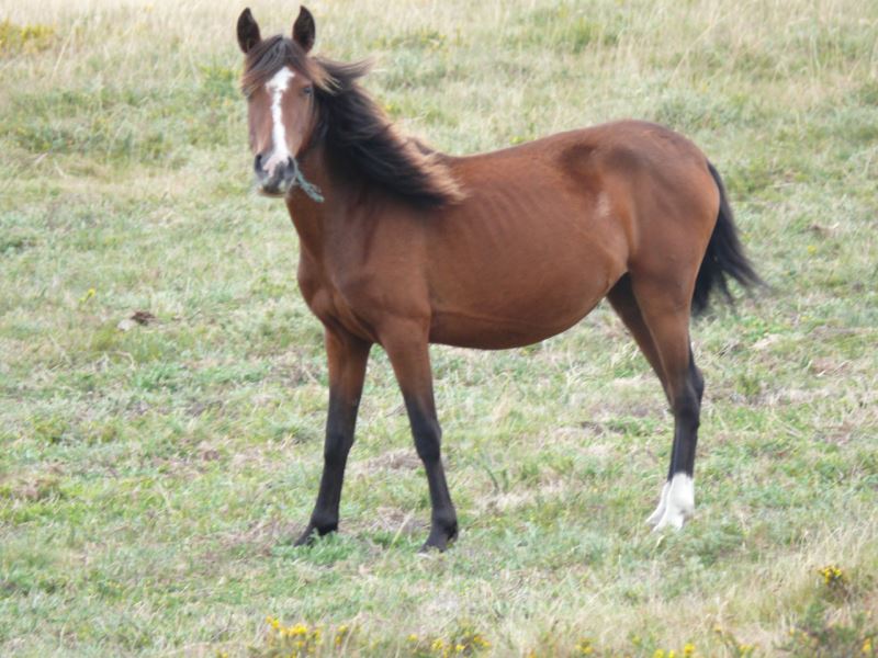 Cavalo Garrano: Candidatura a património nacional avança em setembro para tentar travar extinção